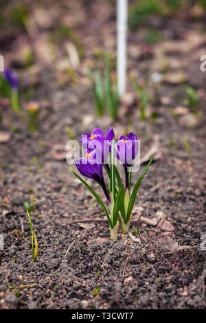 Erste Ausschreibung violette Krokusse, Safran, zarte wilde Primeln. Konzept Der erste Frühling Pflanzen, Jahreszeiten, Wetter. Feder Stockfoto