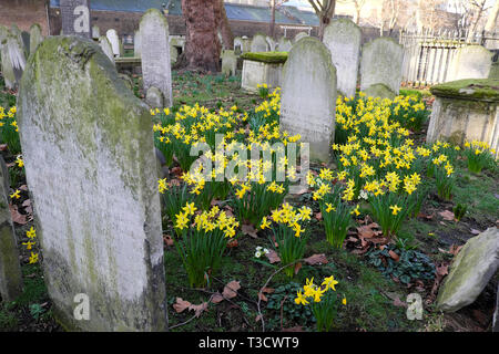 Narzissen blühen im Februar Anfang Frühling unter Grabsteinen auf dem Bunhill Fields Friedhof an der City Road in London EC1 England Großbritannien KATHY DEWITT Stockfoto