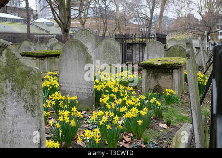 Narzissen blühen im Februar unter Grabsteine in Bunhill Fields Friedhof auf die City Road in London EC 1 England UK KATHY DEWITT Stockfoto