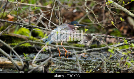 Wildlife Photo Shoot Stockfoto