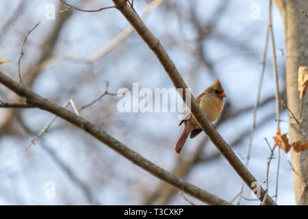 Wild Bird Fotografie Stockfoto