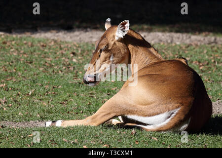 Nilgauantilope/Nilgai Antilopen/Boselaphus tragocamelus Stockfoto
