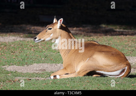 Nilgauantilope/Nilgai Antilopen/Boselaphus tragocamelus Stockfoto