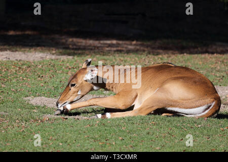 Nilgauantilope/Nilgai Antilopen/Boselaphus tragocamelus Stockfoto