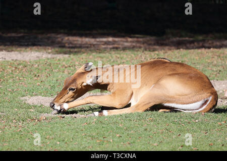Nilgauantilope/Nilgai Antilopen/Boselaphus tragocamelus Stockfoto