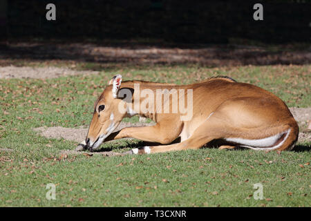 Nilgauantilope/Nilgai Antilopen/Boselaphus tragocamelus Stockfoto