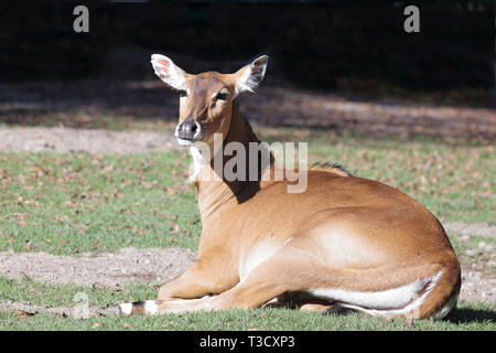 Nilgauantilope/Nilgai Antilopen/Boselaphus tragocamelus Stockfoto
