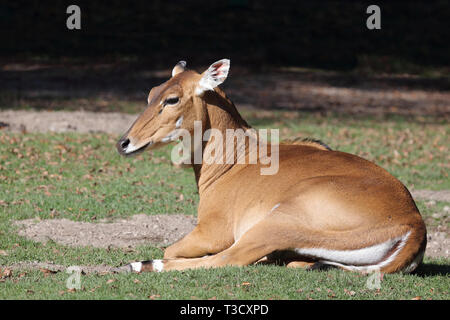 Nilgauantilope/Nilgai Antilopen/Boselaphus tragocamelus Stockfoto