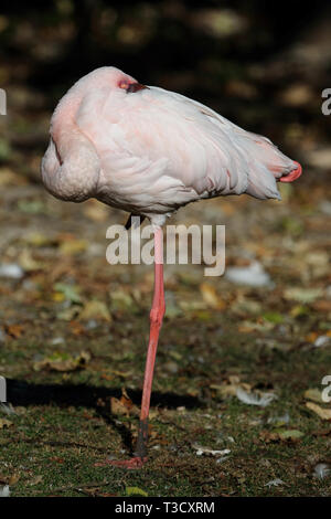 Rosaflamingo/größeren Flamingo/Phoenicopterus roseus Stockfoto