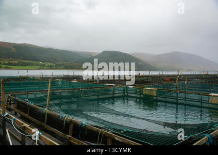 Lachs Fisch Farm, Schottland, Großbritannien Stockfoto