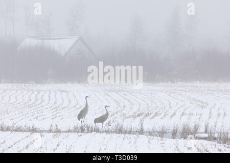 Paar Kanadakranichen Fütterung in einer nebligen Schnee - Farmer's Feld abgedeckt. Stockfoto