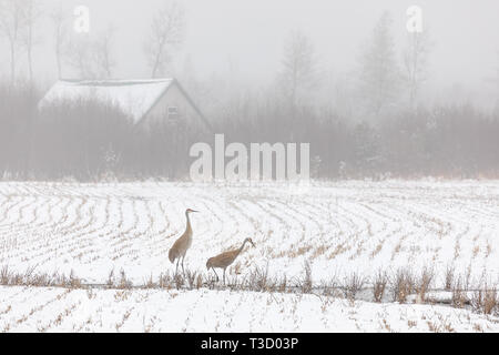Paar Kanadakranichen Fütterung in einer nebligen Schnee - Farmer's Feld abgedeckt. Stockfoto