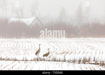 Paar Kanadakranichen Fütterung in einer nebligen Schnee - Farmer's Feld abgedeckt. Stockfoto