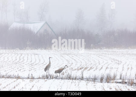 Paar Kanadakranichen Fütterung in einer nebligen Schnee - Farmer's Feld abgedeckt. Stockfoto