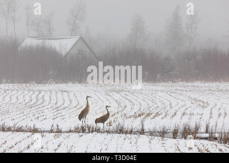 Paar Kanadakranichen Fütterung in einer nebligen Schnee - Farmer's Feld abgedeckt. Stockfoto