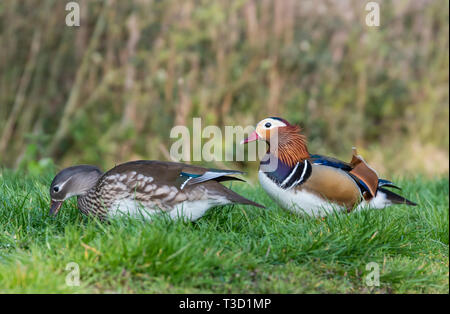 Drake und Henne Mandarin Enten (Aix galericulata) auf Gras im Frühling in West Sussex, UK. Stockfoto