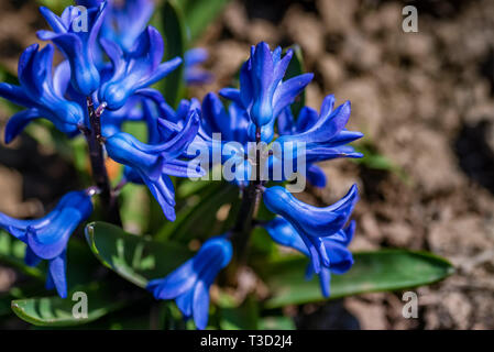 Schöne blaue Hyazinthe Blüte blühen in der Natur in der Nähe Stockfoto