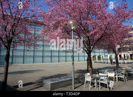 Blühende Bäume an der Glasfassade der Neuen Museum, Museum für Kunst und Design, Klarissen, Altstadt von Nürnberg, Franken, Bayern, Deutschland Stockfoto