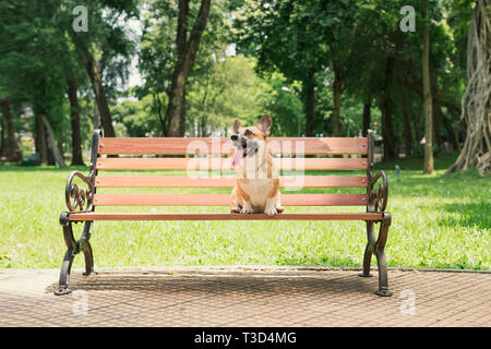 Cute Pembroke Welsh Corgi Hund auf einer Bank im Park Stockfoto