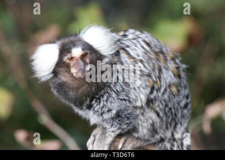 Gemeinsame Marmosetten (Callithrix jaccus geführt), eine kleine Primas von Brasilien Stockfoto