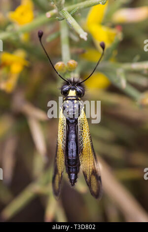 Schmetterlingshaft, Libelloides rhomboides ssp. cretensis, Owlfly Stockfoto