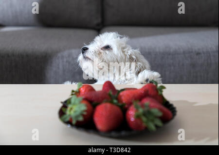 Nanja, drei Monate altes Bichon Bolognese Welpe, beobachtet mit faszinierenden Erdbeeren auf einem Kaffeetisch Stockfoto