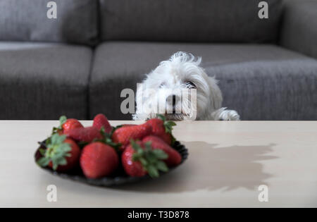 Nanja, drei Monate altes Bichon Bolognese Welpe, beobachtet mit faszinierenden Erdbeeren auf einem Kaffeetisch Stockfoto