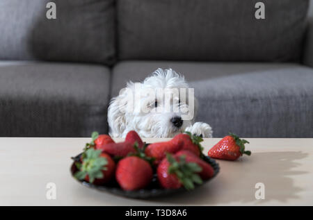 Nanja, drei Monate altes Bichon Bolognese Welpe, beobachtet mit faszinierenden Erdbeeren auf einem Kaffeetisch Stockfoto