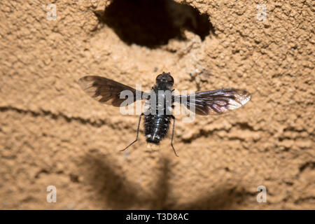 Trauerschweber, Anthrax Anthrax, Biene Fliege Stockfoto