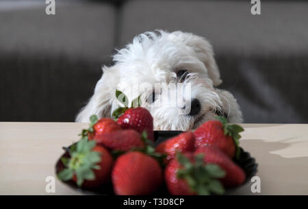 Nanja, drei Monate altes Bichon Bolognese Welpe, beobachtet mit faszinierenden Erdbeeren auf einem Kaffeetisch Stockfoto