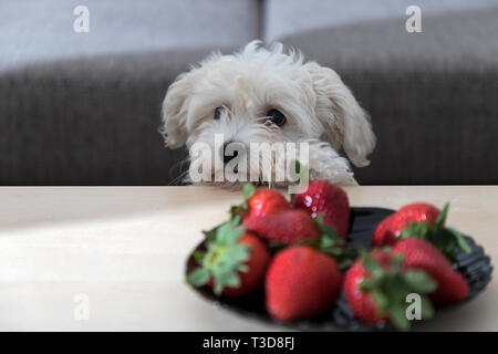 Nanja, drei Monate altes Bichon Bolognese Welpe, beobachtet mit faszinierenden Erdbeeren auf einem Kaffeetisch Stockfoto