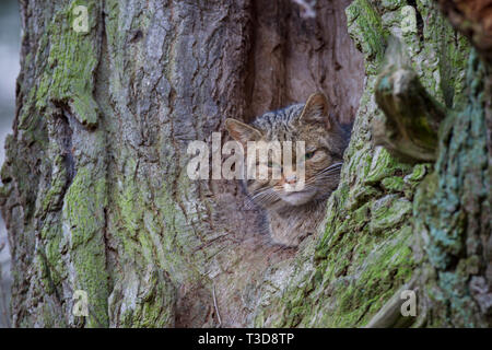 Wildkatze, Felis silvestris, Wildkatze Stockfoto