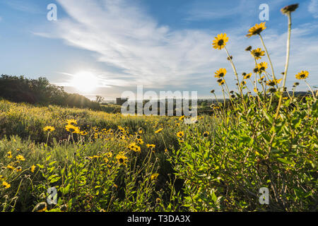 San Fernando Valley Feder wildflower Meadow sunrise in Santa Susana Pass State Historic Park in Los Angeles, Kalifornien. Stockfoto