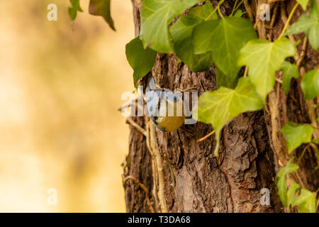 Farbe wildlife Portrait von Erwachsenen Kleiber thront auf der Baum seine Umgebung wachsam beobachten. In Poole, Dorset, England. Stockfoto