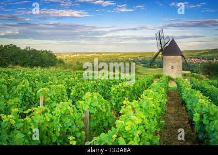 Burgund Weinberge und Windmühle in der Nähe von Chagny - Frankreich Stockfoto