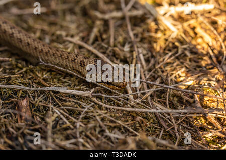 Farbe wildlife portrait Foto von Seltenen glatte Schlange (Coronella austriaca) Streifen entlang des Bodens auf Heide Naturschutzgebiet Poole, Dorset, Englan Stockfoto