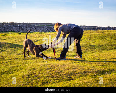 Eine erwachsene Frau mit einen jungen Hund der Rasse American Staffordshire in der Landschaft im Frühling Stockfoto