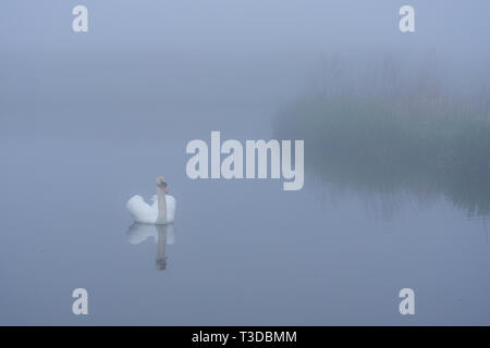 Swan friedlich Gleiten durch Morgennebel Stockfoto