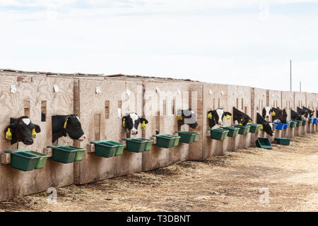 Kalbfleisch Kälber Rinder Viehbestand in Kugelschreibern Kisten auf einem Bauernhof. Mögliche Tierquälerei. Stockfoto