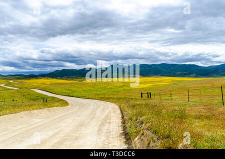 Superbloom in der zentralen Kalifornien Diablo Mountain Range Frühjahr 2019 USA Stockfoto