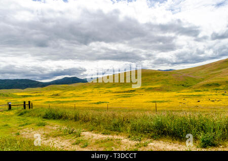 Superbloom in der zentralen Kalifornien Diablo Mountain Range Frühjahr 2019 USA Stockfoto