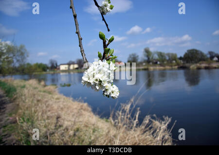 Grady odrzanskie' - Odra River in der Nähe von Breslau. Natur Schutzgebiete "Natura 2000". Dolnoslaskie, Polen. Stockfoto
