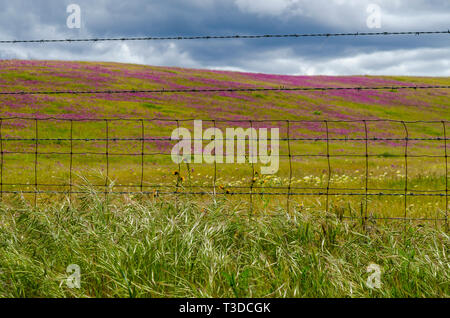 Superbloom in der zentralen Kalifornien Diablo Mountain Range Frühjahr 2019 USA Stockfoto