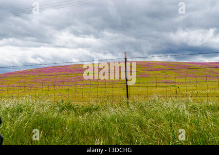 Superbloom in der zentralen Kalifornien Diablo Mountain Range Frühjahr 2019 USA Stockfoto