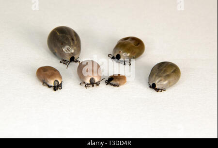 Ixodes ricinus mit Blut gefüllt. Castor bean ankreuzen. Nahaufnahme auf weißem Hintergrund Stockfoto