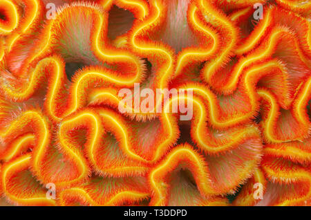 Nahaufnahme einer bunten Gelb und Orange cockscomb Blume (Celosia argentea var. cristata), sieht aus wie eine wellenförmige Crest. Stockfoto