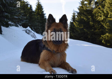 Deutscher Schäferhund (Langhaarigen) Porträt im Winter Landschaft. Stockfoto