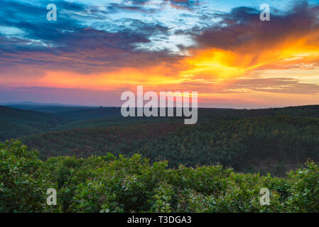 Sonnenuntergang über Gummi cashew Bäume industrielle Plantagen Landwirtschaft in Bosco, Ratanakiri, Osten Kambodscha Stockfoto