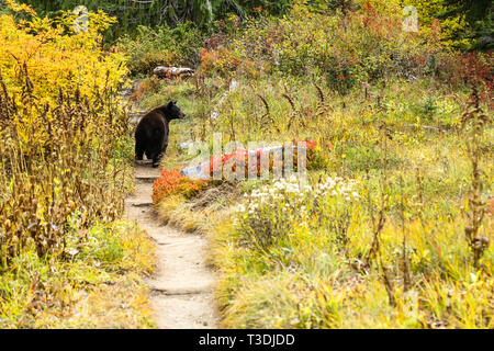 Mutter schwarzer Bär sucht ihre Jungen, als sie Spaziergänge entlang der Wonderland Trail im Mount Rainier National Park. Stockfoto