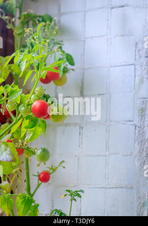Kleine Tomaten wachsen auf den Balkon. Hausgemachte Tomaten. Die Ernte. Kirschtomaten Stockfoto